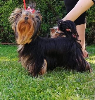 Jorkšírský teriér s PP FCI štěně kluci ihned k odběru - 2