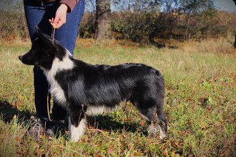 Border kolie s PP - 2