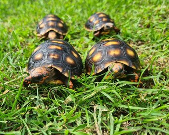 Želva uhlířská - Chelonoidis carbonaria - 2