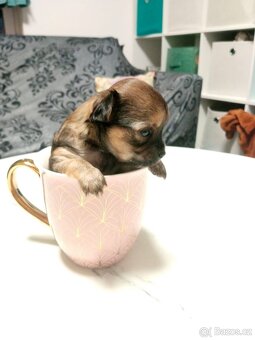 Štěňátko čivavy - 2