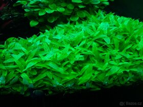 Akvarijní rostliny - 2