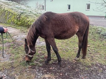Klisna, kobyla, kobylka 50% Lusitano /Čsp na jaře 3roky - 2