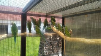 alexandr činský - 2