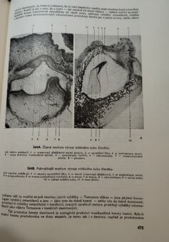Histologie Wolf 1966 - 2