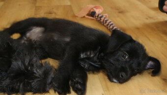 Peruánský naháč malý , osrstěný - 2