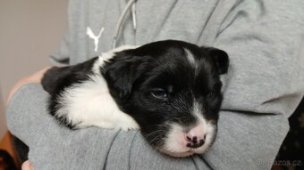 Štěňata Border kolie - 2