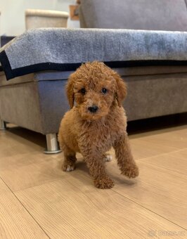 Pudl stredný pudlik - 2