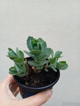 Rozchodníky, trvalky - 2