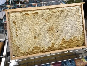 Včelí med - domácí - 2