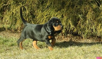 Šteniatka Black and Tan Coonhounda na predaj - 2