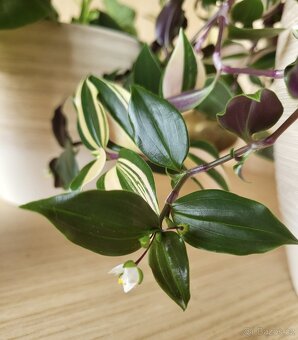 Tradescantia fluminensis - zakořeněné výhony - 2