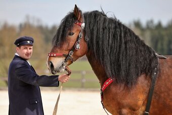 Připuštění ČMB hřebcem 3059 Mary Vrbický - 2