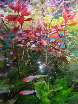 Červená rostlinka Ludvigia repens Rubin - 2