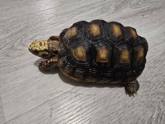 Želva Uhlířská - 3 léta mláďata - 2