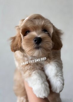 Maltipoo F1 Caramel male pejsek Martin - 2