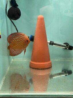 Terčovci Pigeon Checkerboard - chovný pár Discus - 2