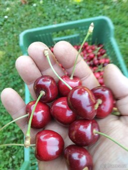 Prodám trhané třešně 55 Kč/ 1 kg - 2