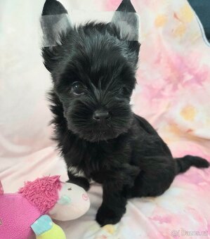 Yorkshire Terrier - 2