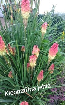 Mix trvalek - vyšší trvalky - 2