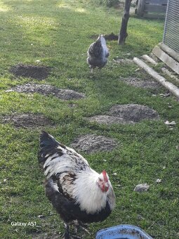 Faverolka kohouti - 2