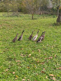 Indický běžec - 2