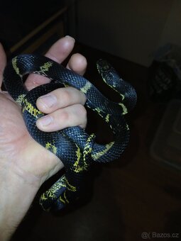 Užovka amurská - 2