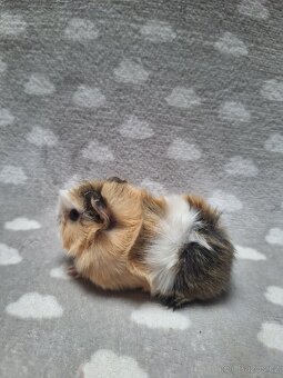 Morče, morčátko, morčata, rozeta - 2