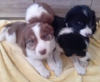 Štěňátka -Border kolie - 2