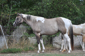 Klisna APH 6 let - 2