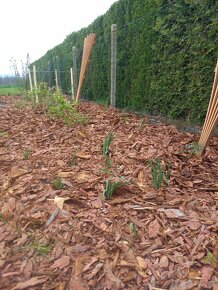 mulčovací kůra - okrasná modřínová - 2