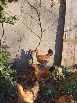 Prodam- kohout Šumavanka - 2