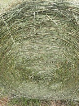 Seno kulate baliky - 2