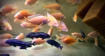 Prodej akvarijních ryb - 2