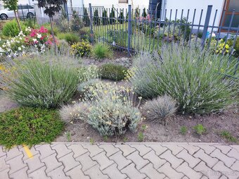 Různé skalničky z předzahrádky - 2