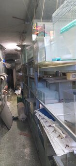 Odchovna akvarijnich ryb - 2