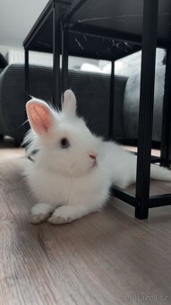 Zakrslý králíček - 2
