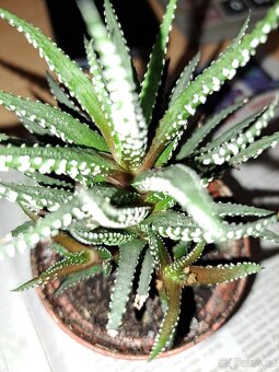 Sukulent Aloe Haworthia - 2