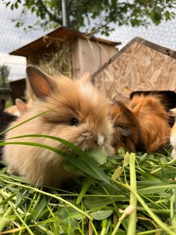 Zakrslí králíčci, zakrslý králík - 2