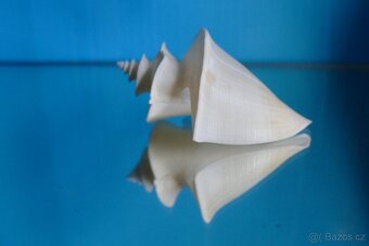 Thatcheria mirabilis - 2