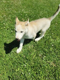 Sibiřský Husky - štěňátka - 2
