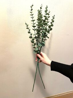 2 kusy eucalyptusu/ nove 190,- za oba - 2