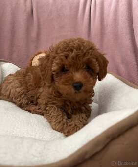 Maltipoo - 2
