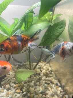Akvarijní rybicky - 2