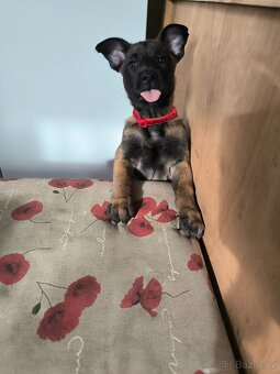 Belgický ovčák malinois s pp - 2