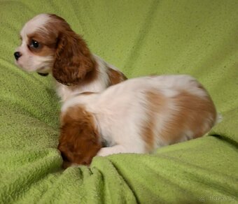 Kavalír king charles španěl bez pp - 2