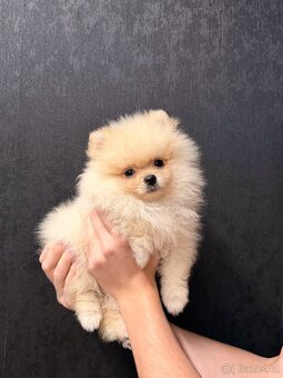 Pomeranian - 2