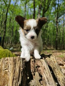 Šteniatka malý kontinentálny španiel - papillon s PP - 2