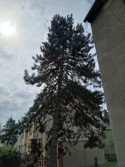 Kácení stromů - 2