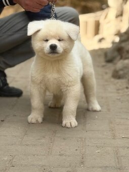Akita Inu s průkazem původu - 2