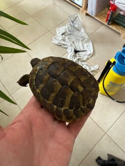 Testudo Hermanni - 2
